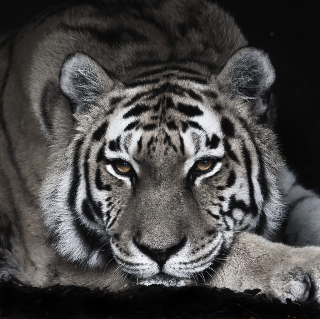 Tigra Negra