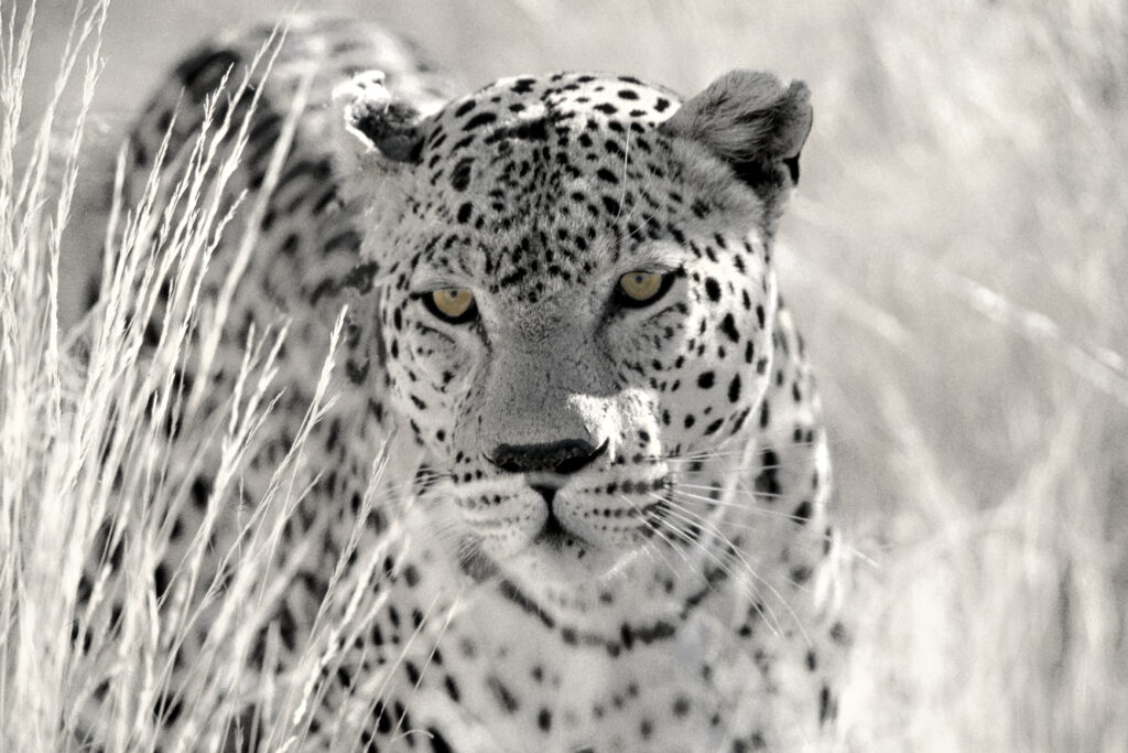 Panthera