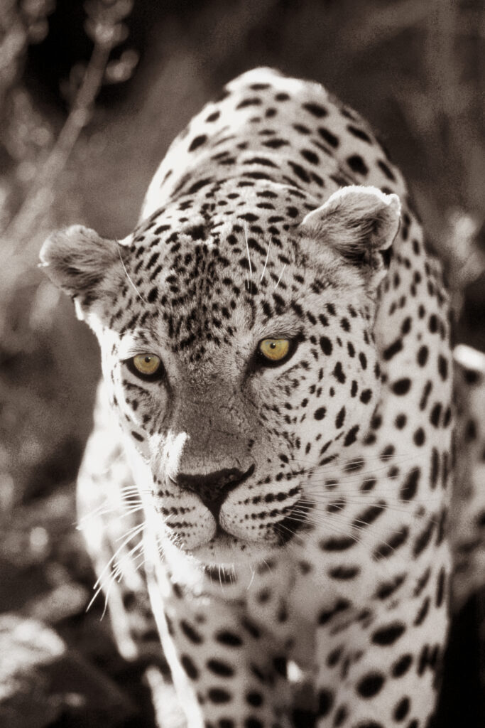 Panthera pardus