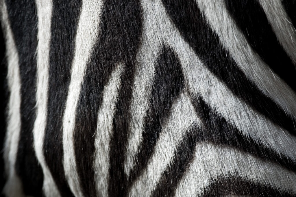 Zebrastreifen