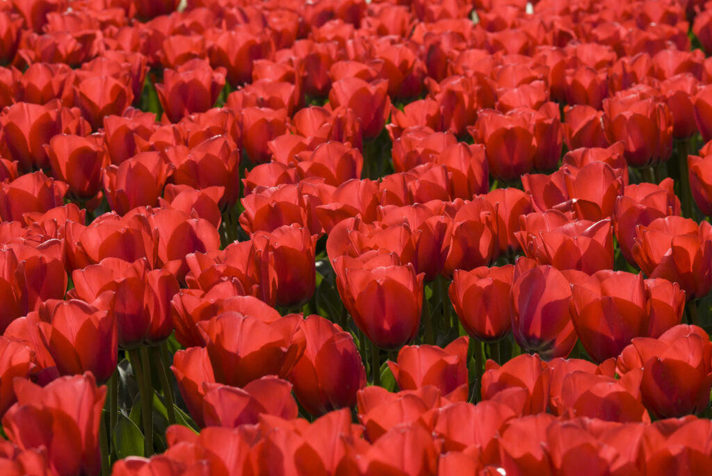 Roter teppich