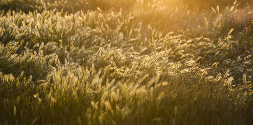 Goldener Morgen