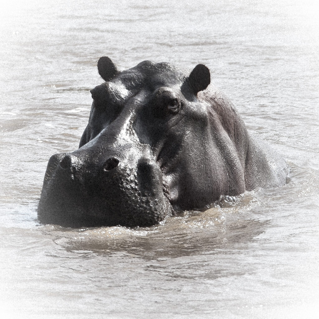 Hippo