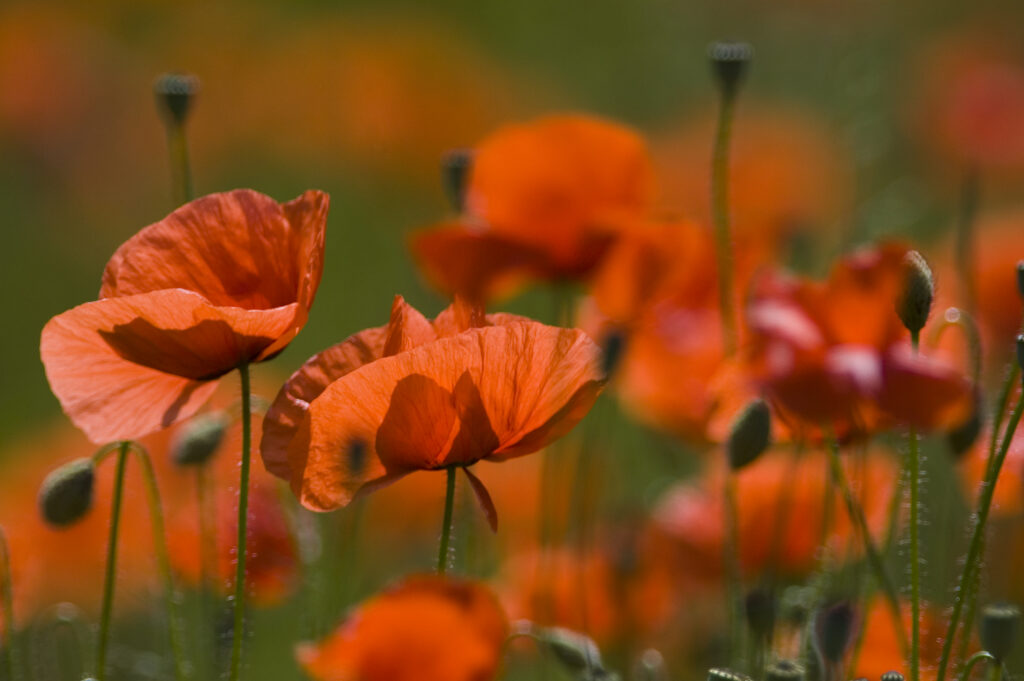 Mohnblüten