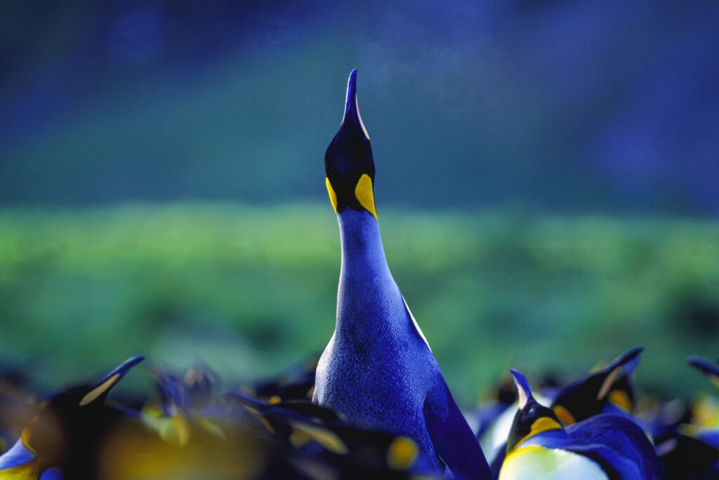 Kingpenguin