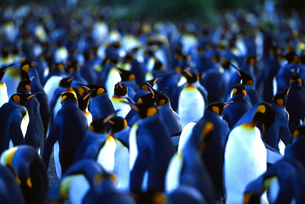 Die Menge Pinguine