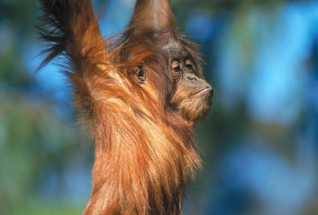 Orang Swind