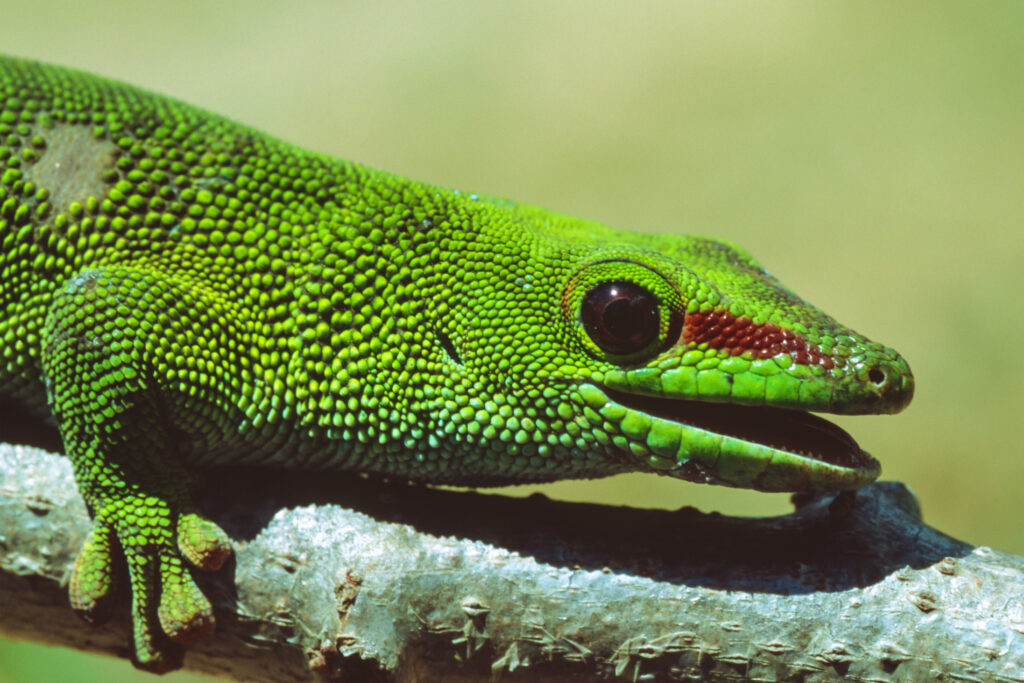 Taggecko 2