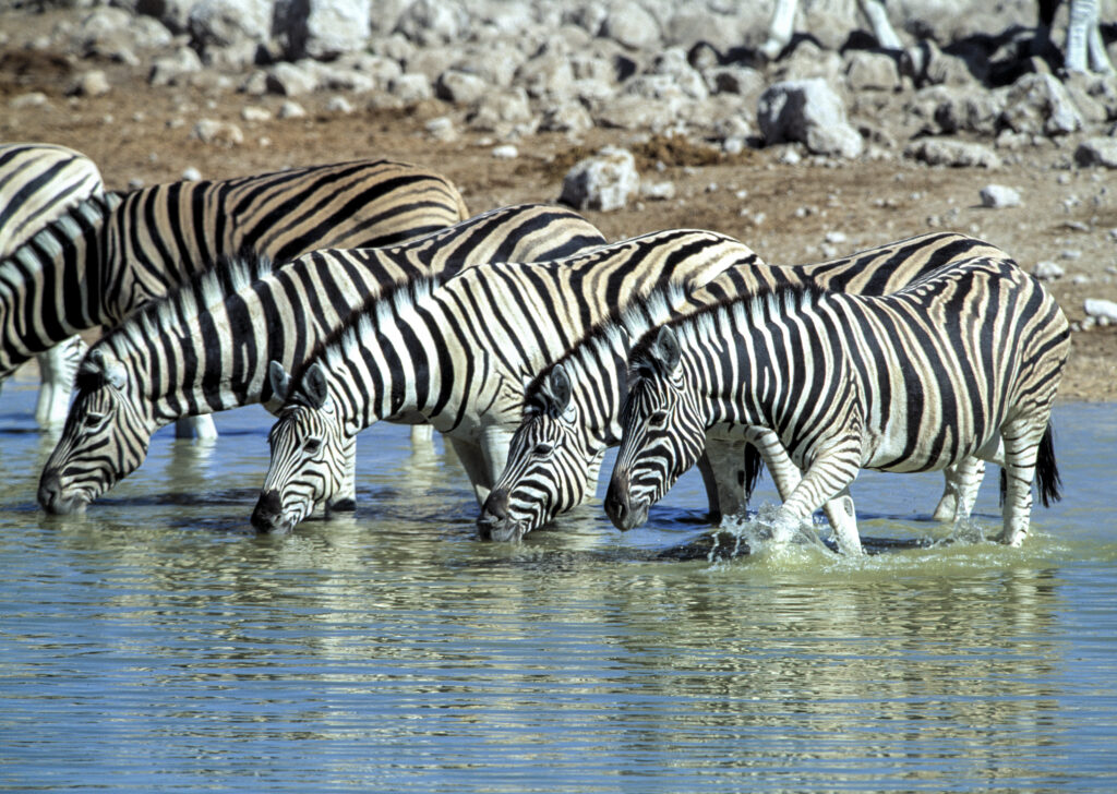 Zebra