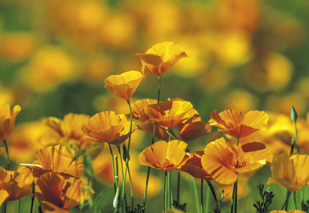 Mexican Poppy