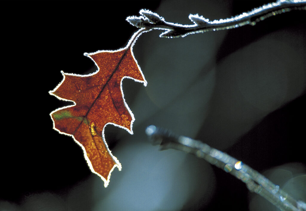 Frozen Oak