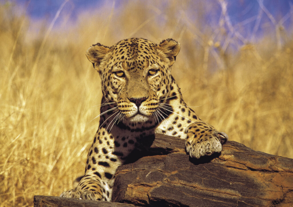 Leo pardus