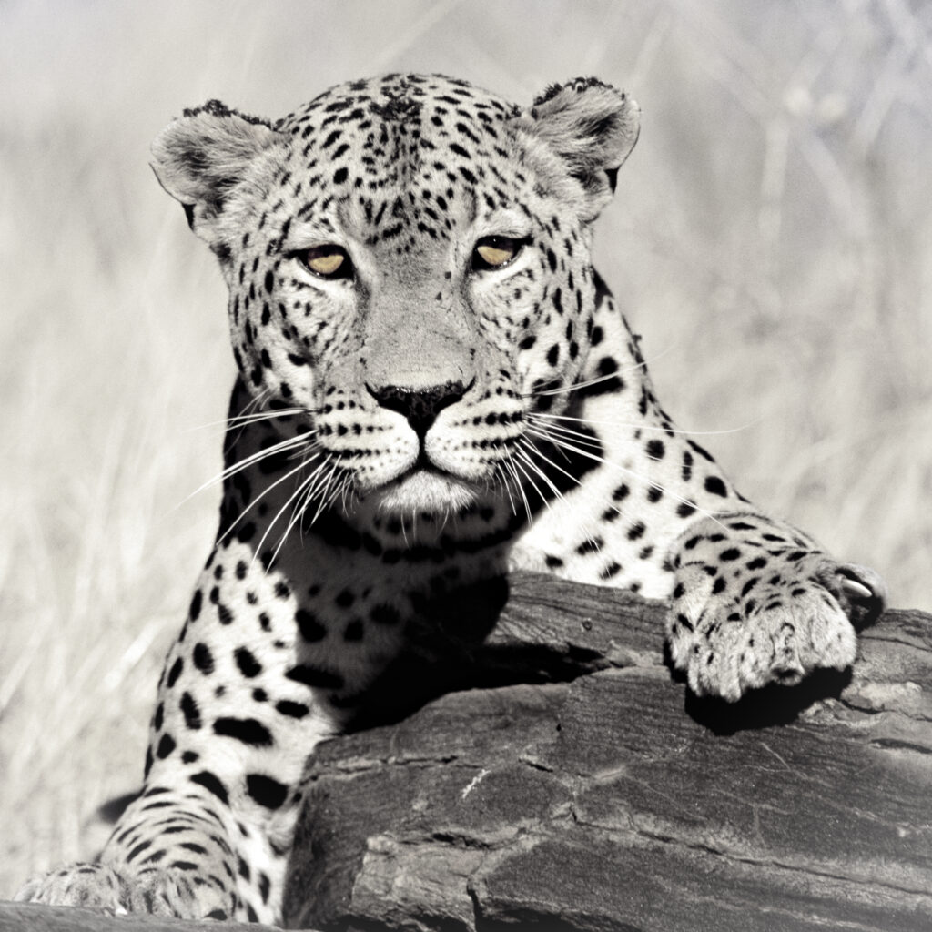 Leo pardus BW