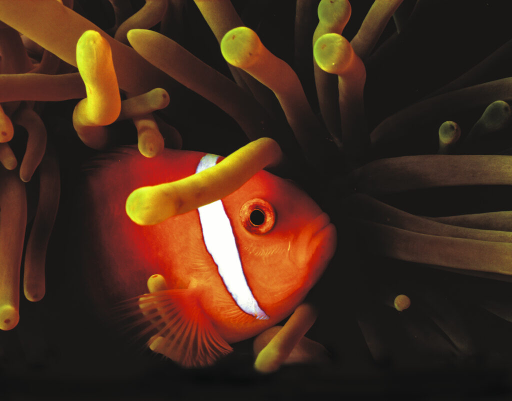 Nemo