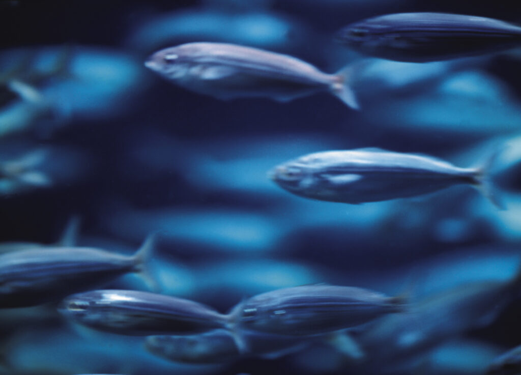 Fishtank