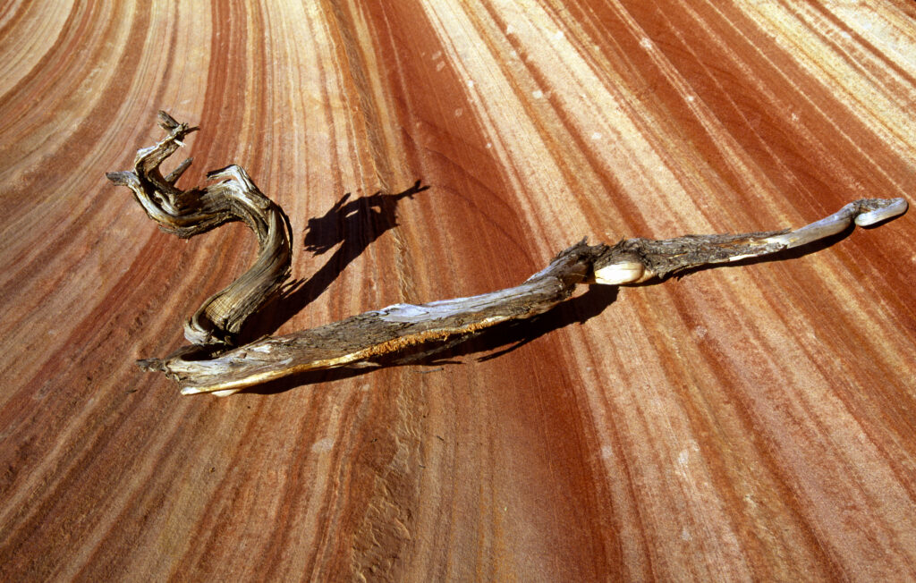 Wooden Snake