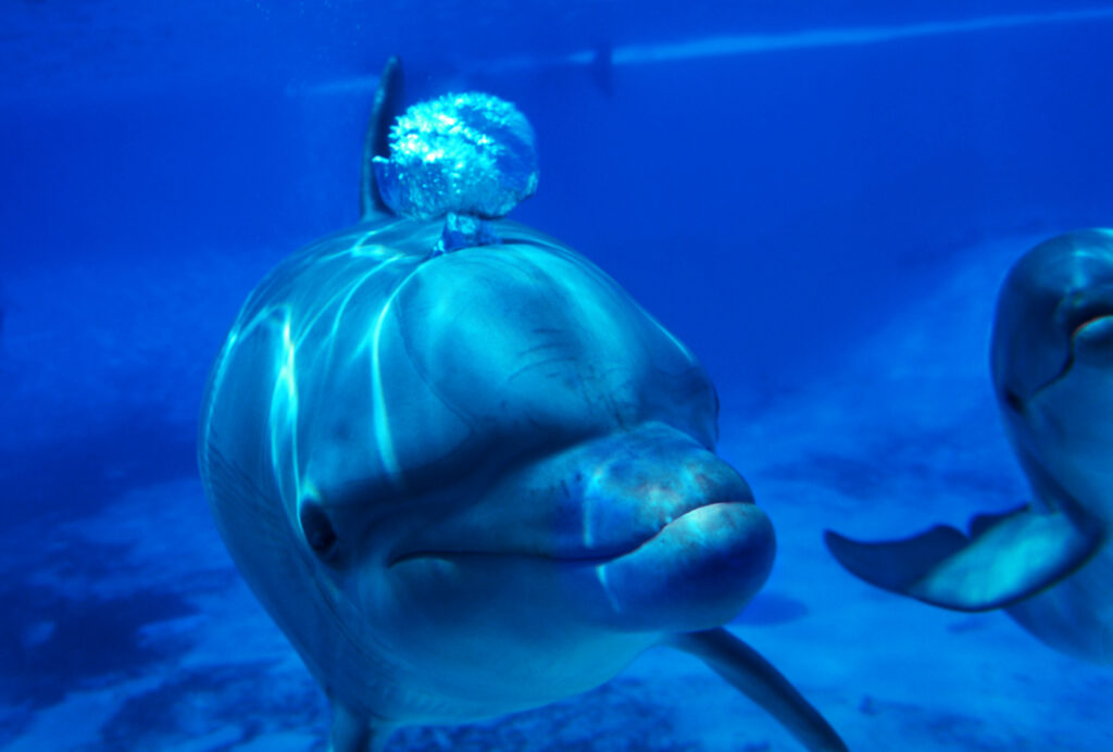 Delphin