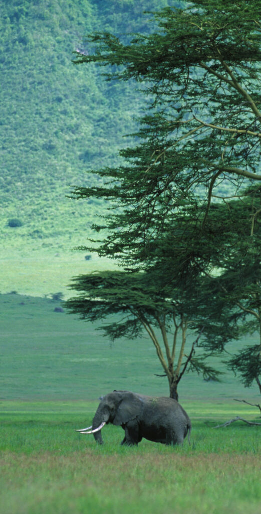 Big Tusker Ngorongoro