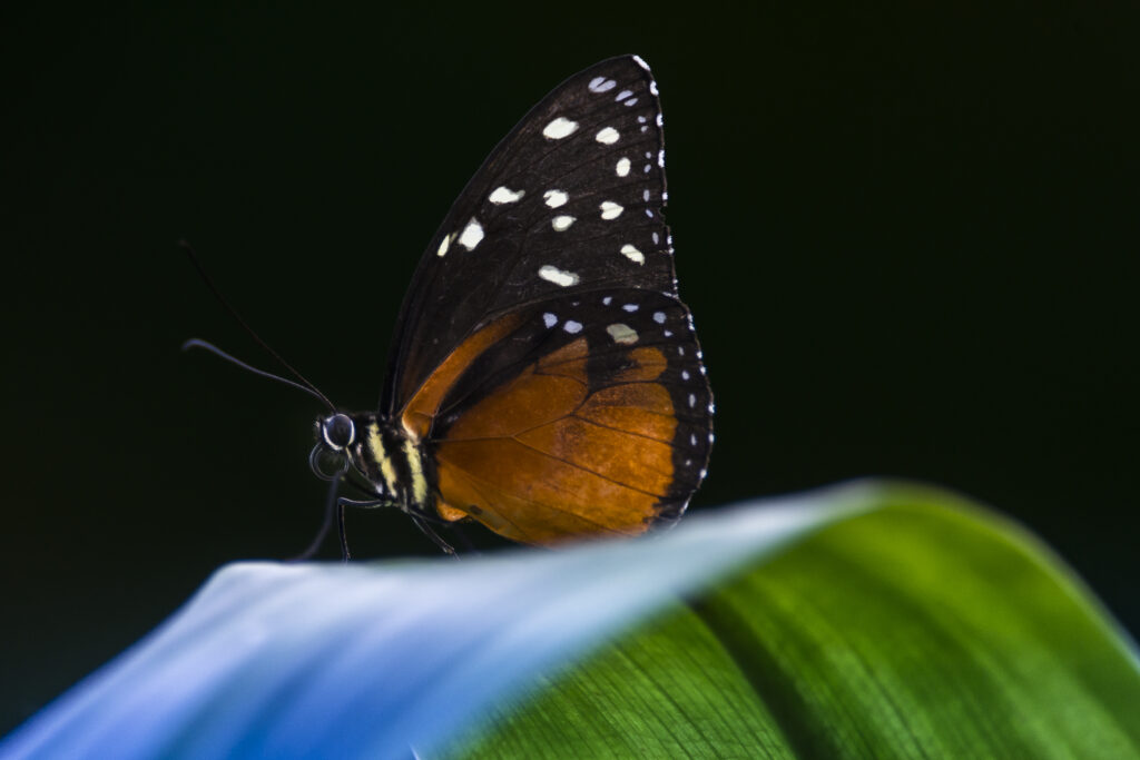 Lady Butterfly