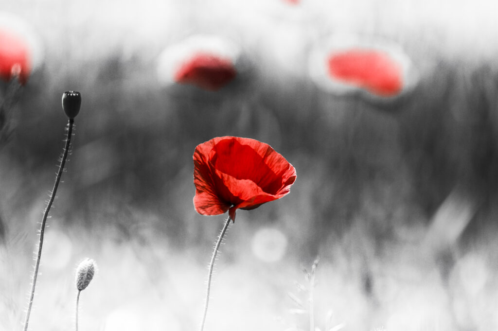 Black Poppy2