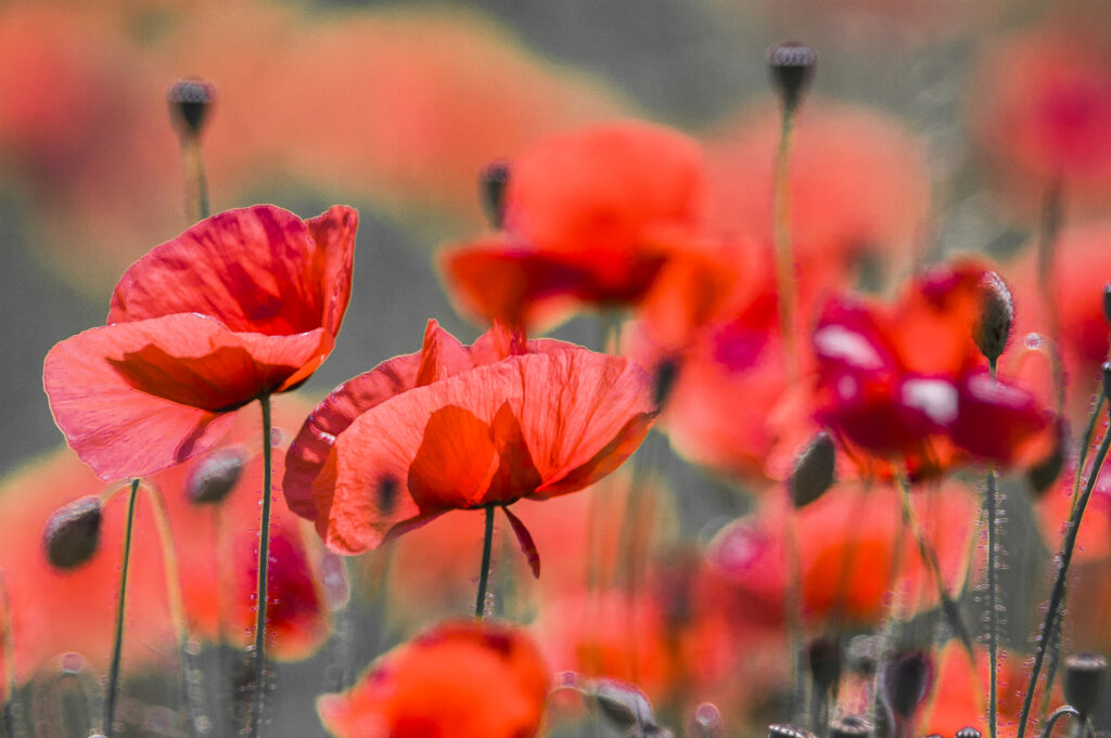 Black Poppy assemble
