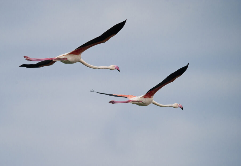 Flying free