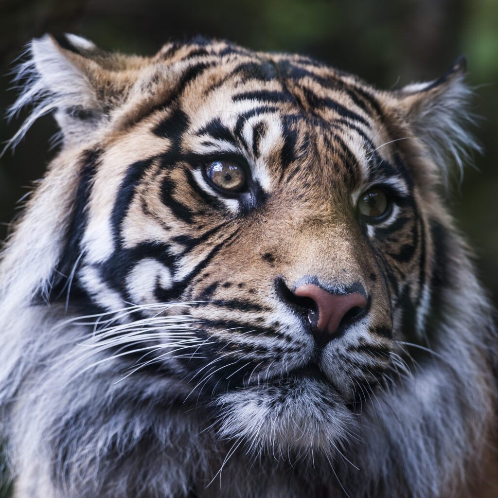 Eye of the tiger