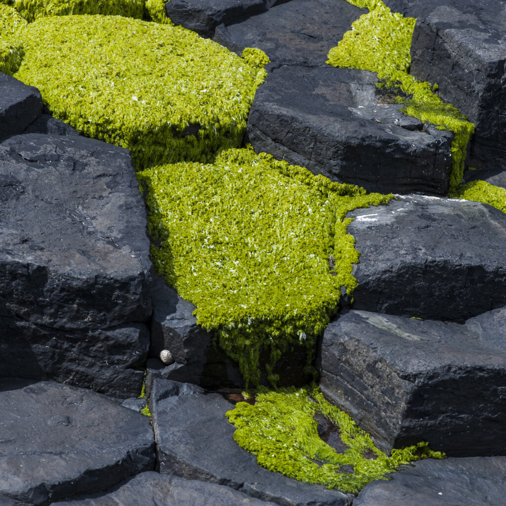 Green Basalt