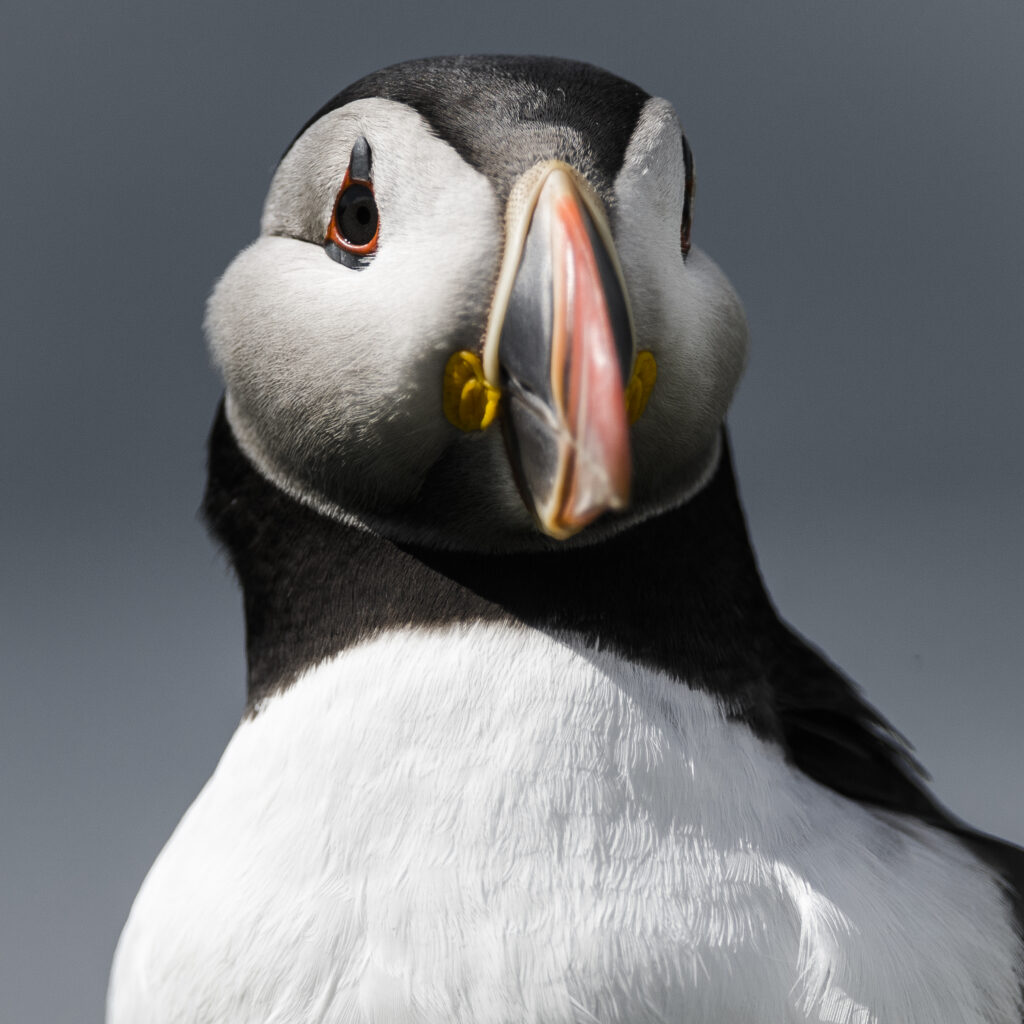 Puffin Face