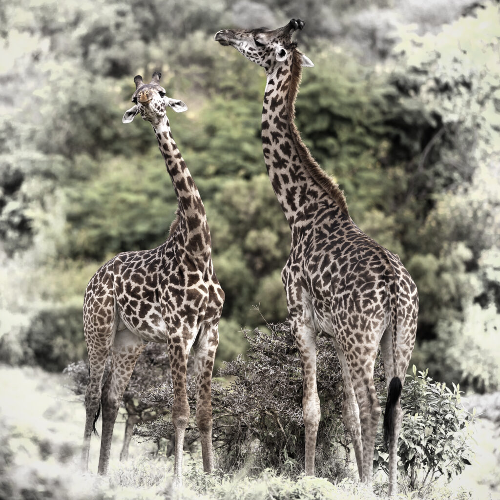 Girafes