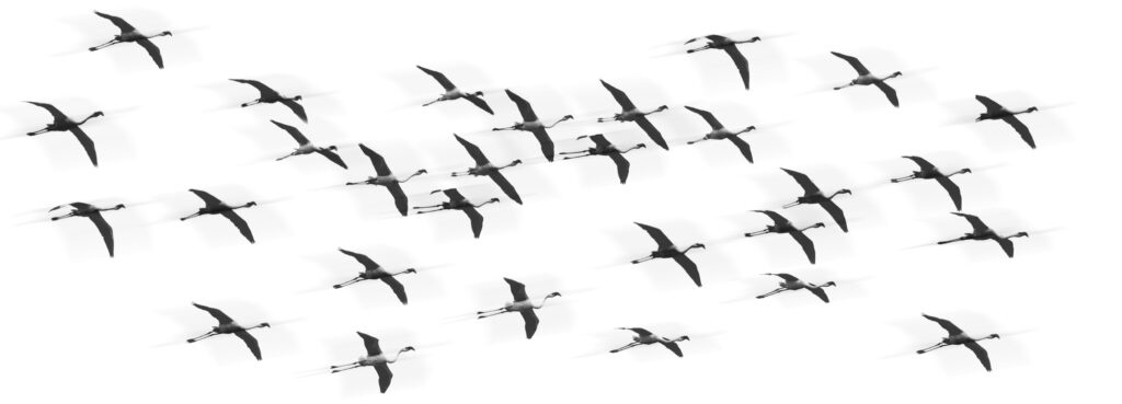 Black Flamingo Flotte