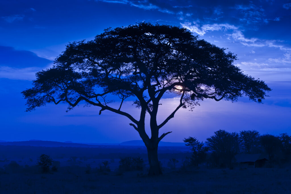 Blue Acacia