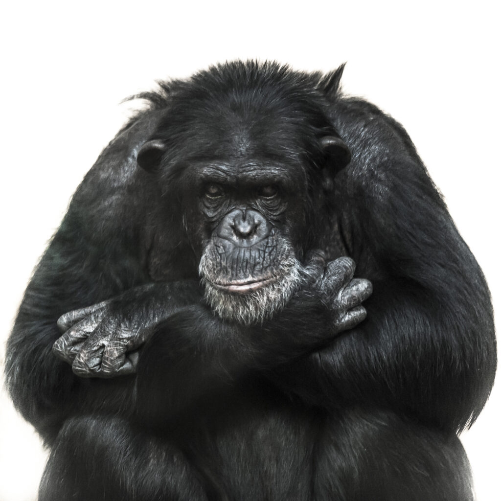 Chimpanzee