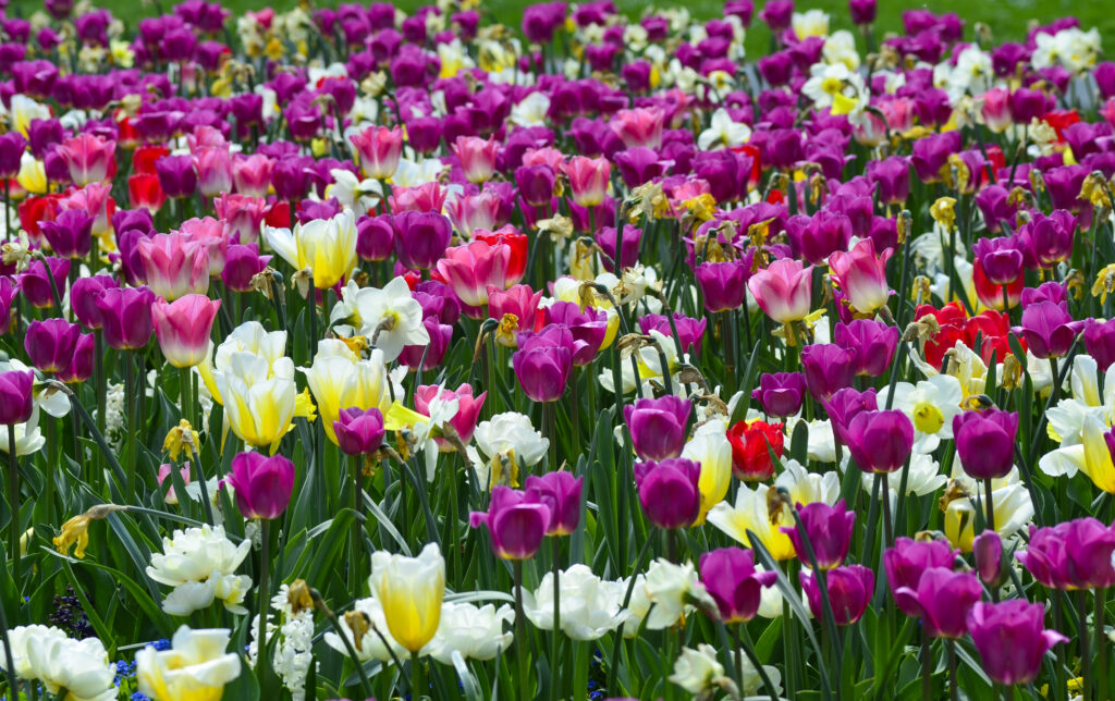 Tulpenfeld