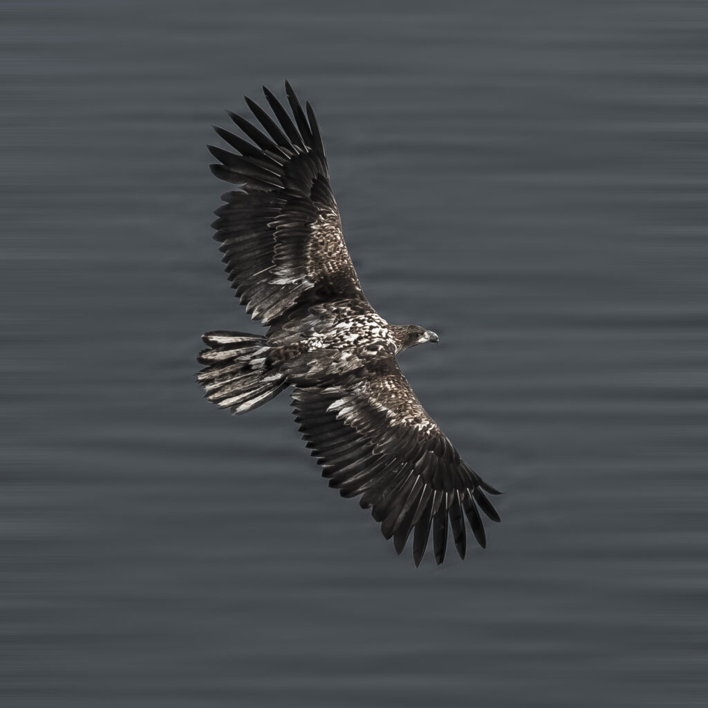 Flying High