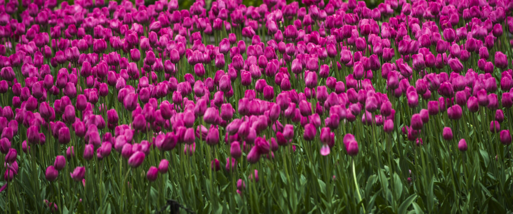 Pink Flower Dream