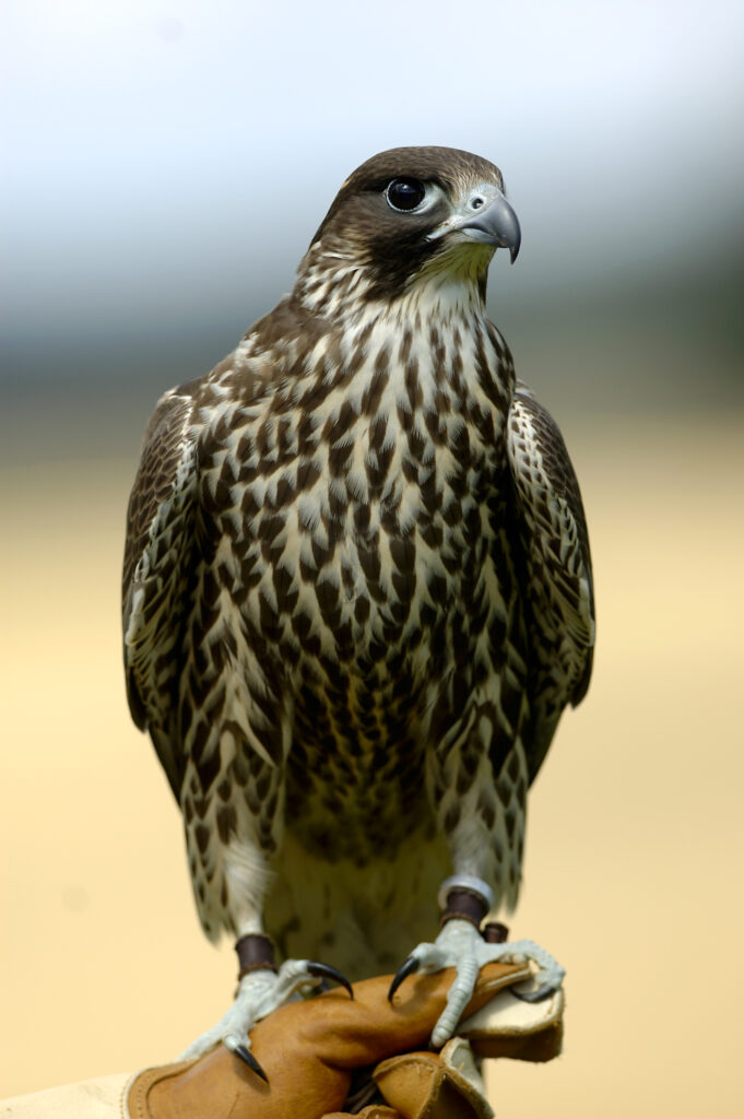 Saker falcon