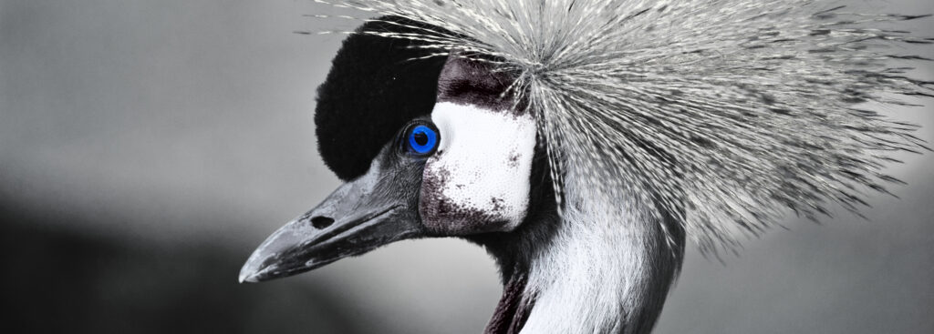 Blue Eye
