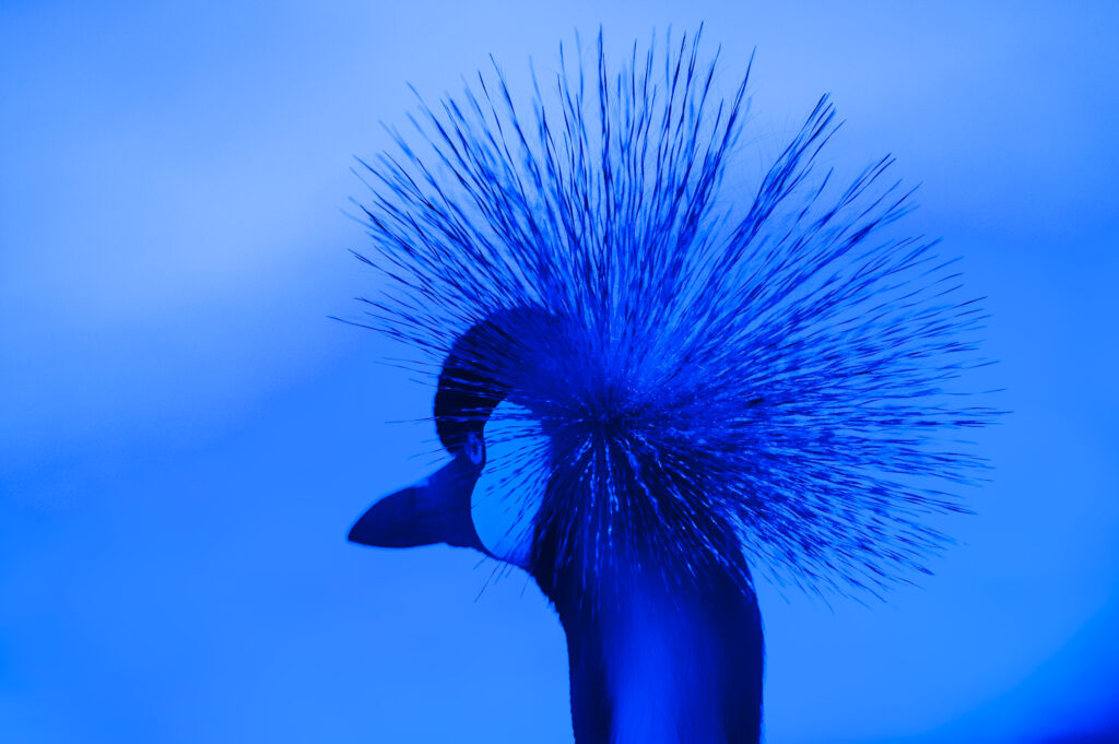 Bleue crowne