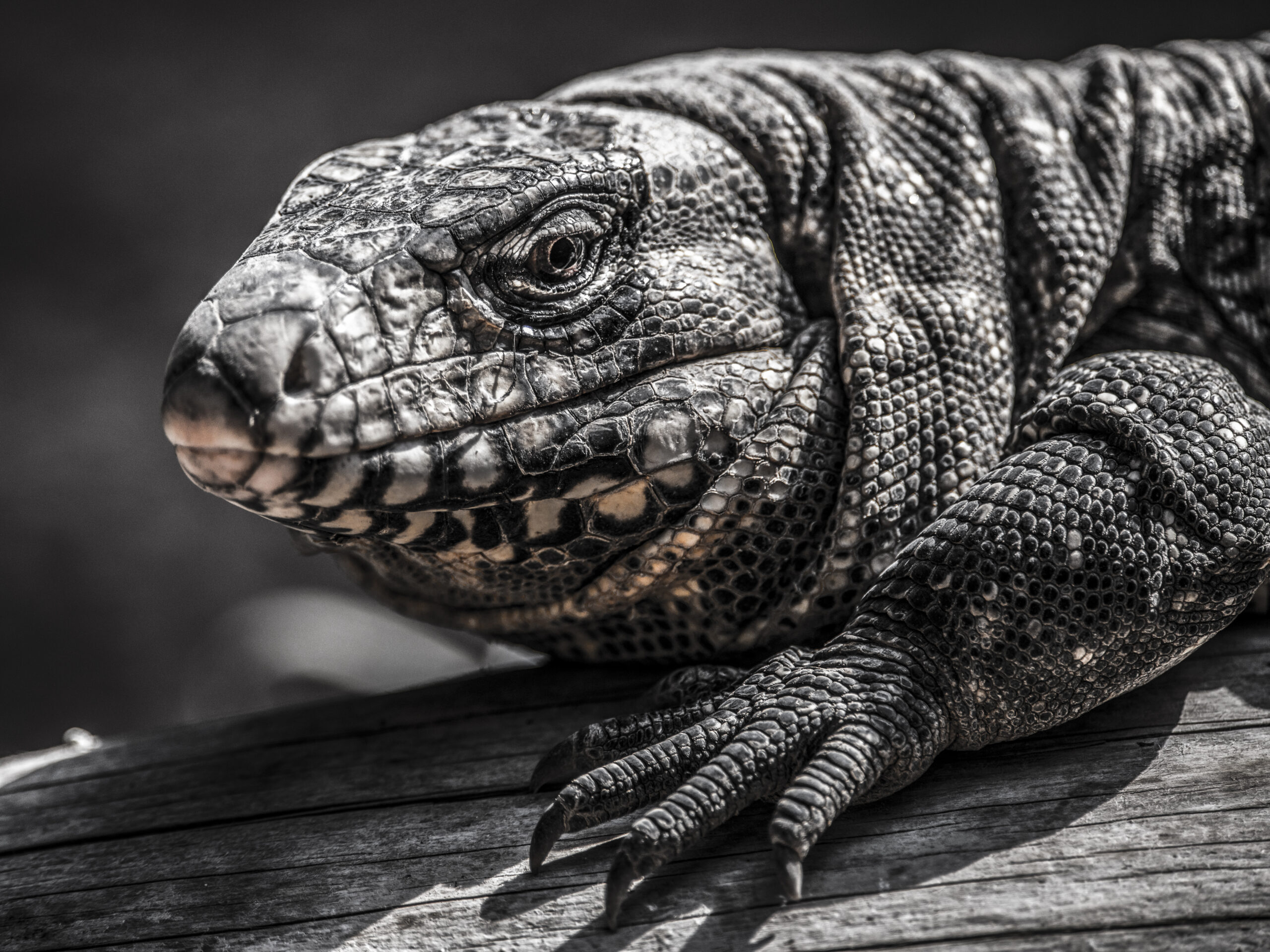 Leguan