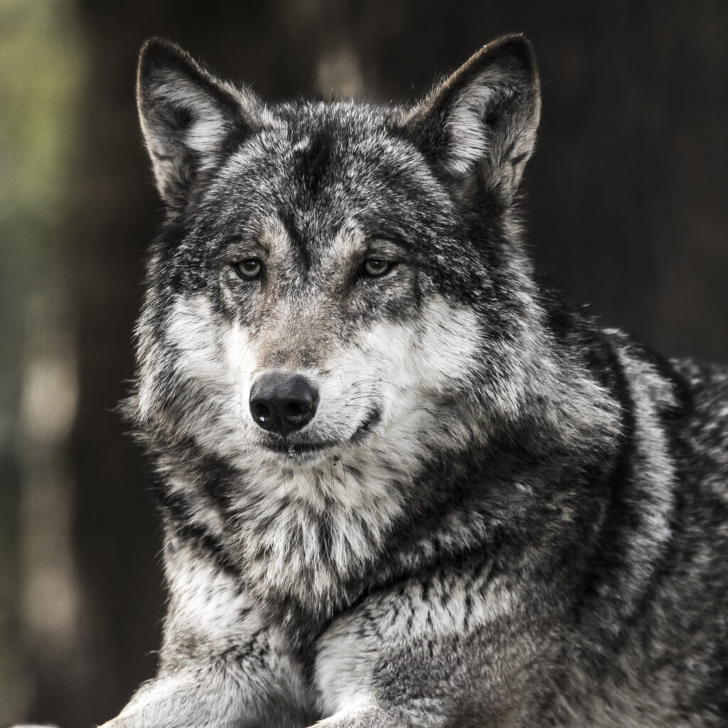Wolfie