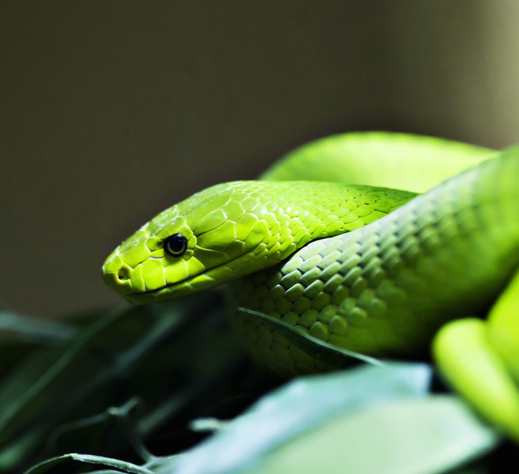 Mamba