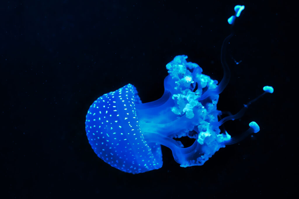 Jelly fish