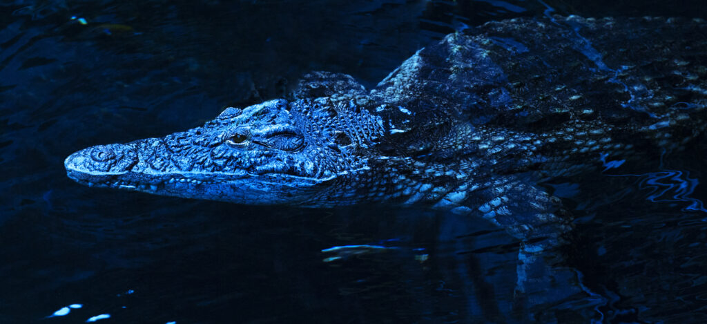 Danger Croc