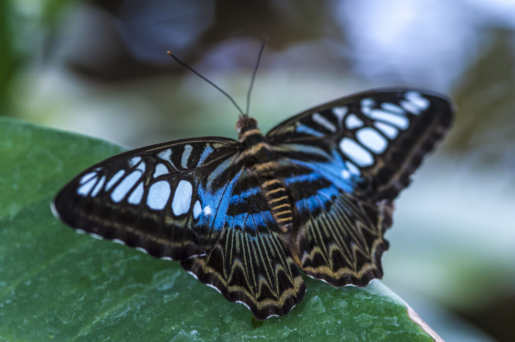Blue wings