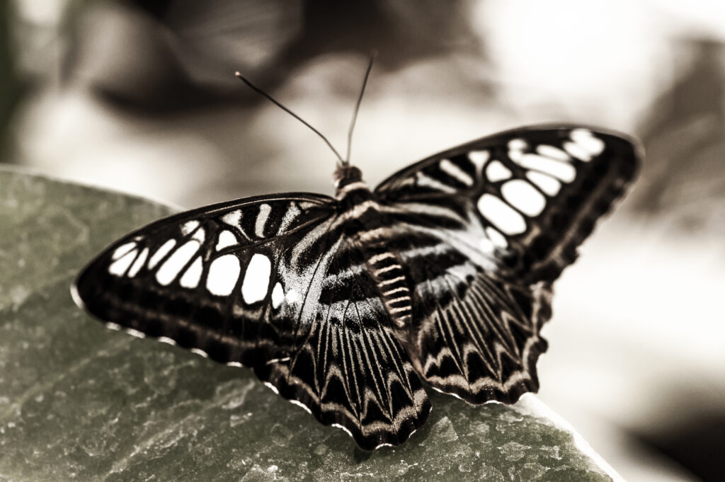 Black Butterfly