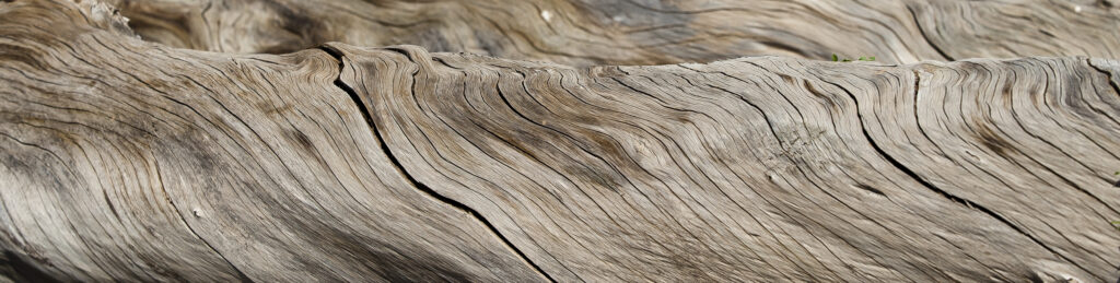 Twisted Wood