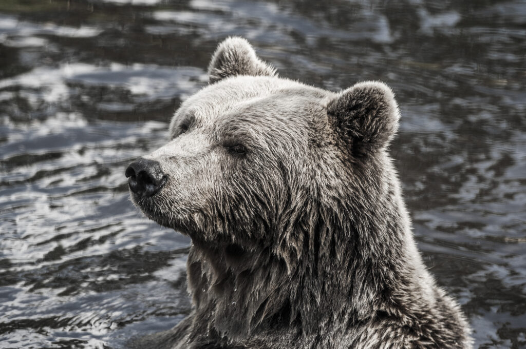 Ursus arctos