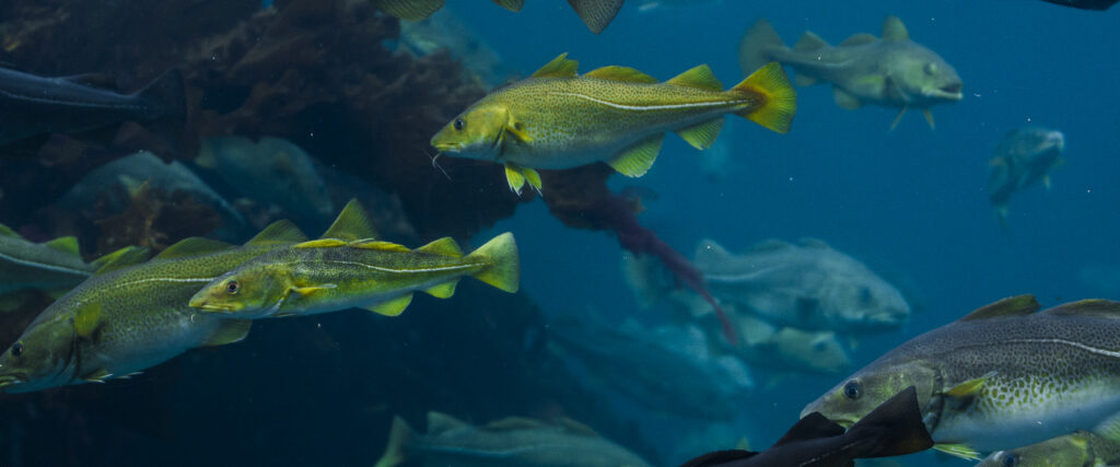 Yellow Fisch