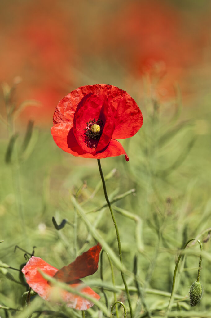Red Poppy1